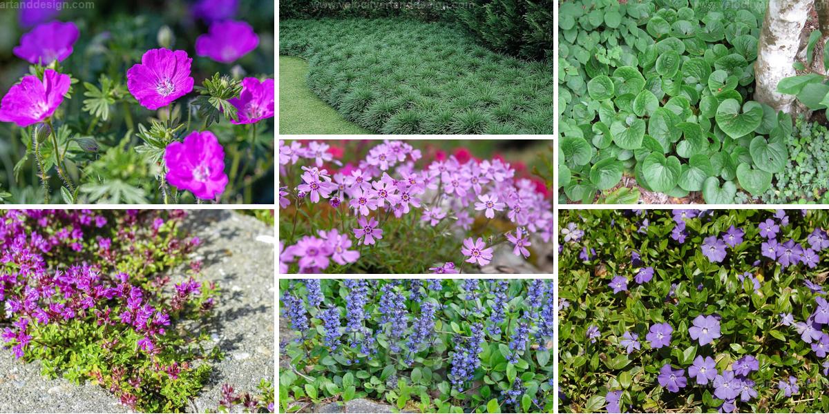 Best Ground Covers for Low-Maintenance Landscapes