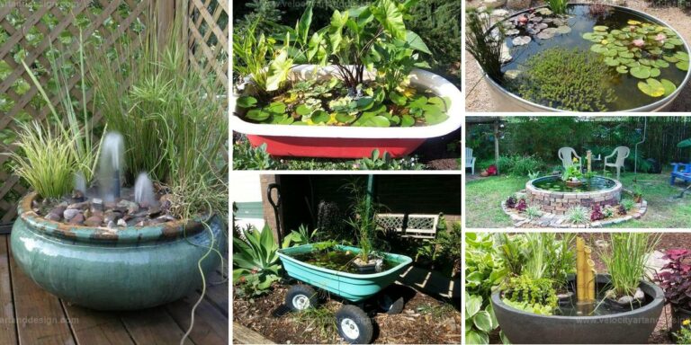 Best Backyard Mini Pond Containers