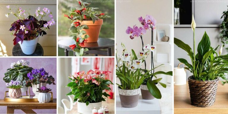 Top Indoor Plants for Year-Round Flowers