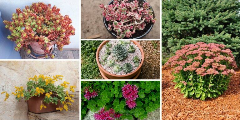 Top Sedums for Houseplants