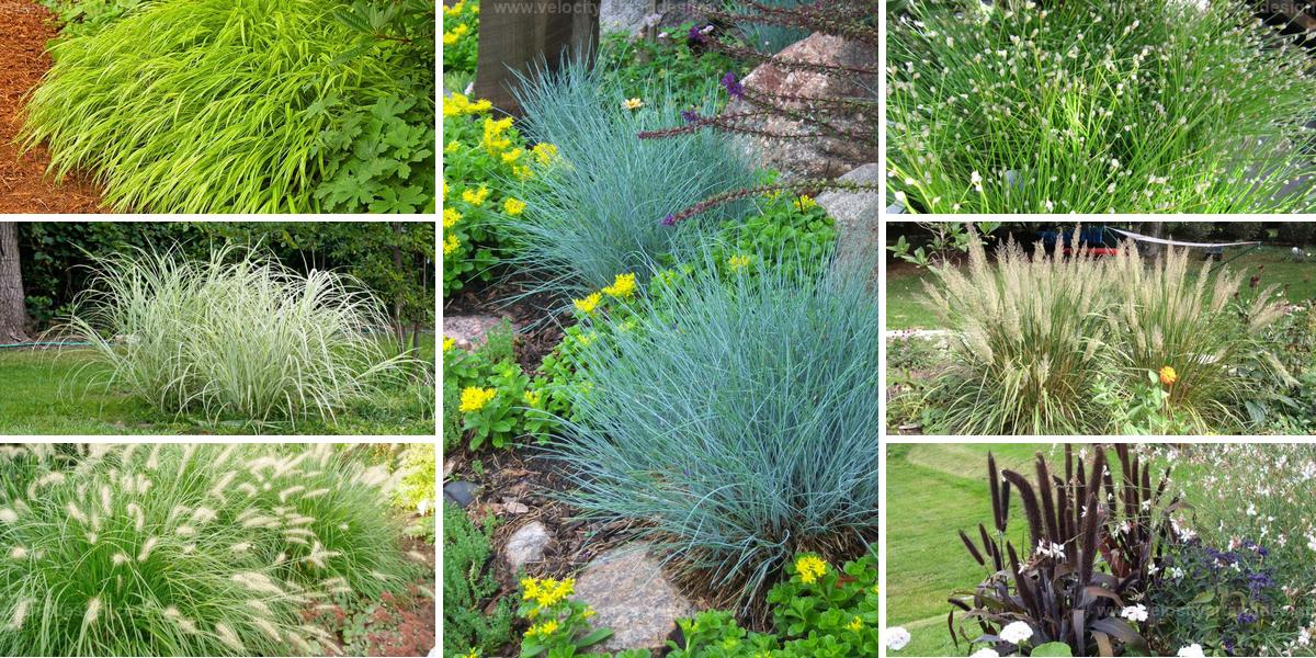 Best Low-Maintenance Ornamental Grass Types