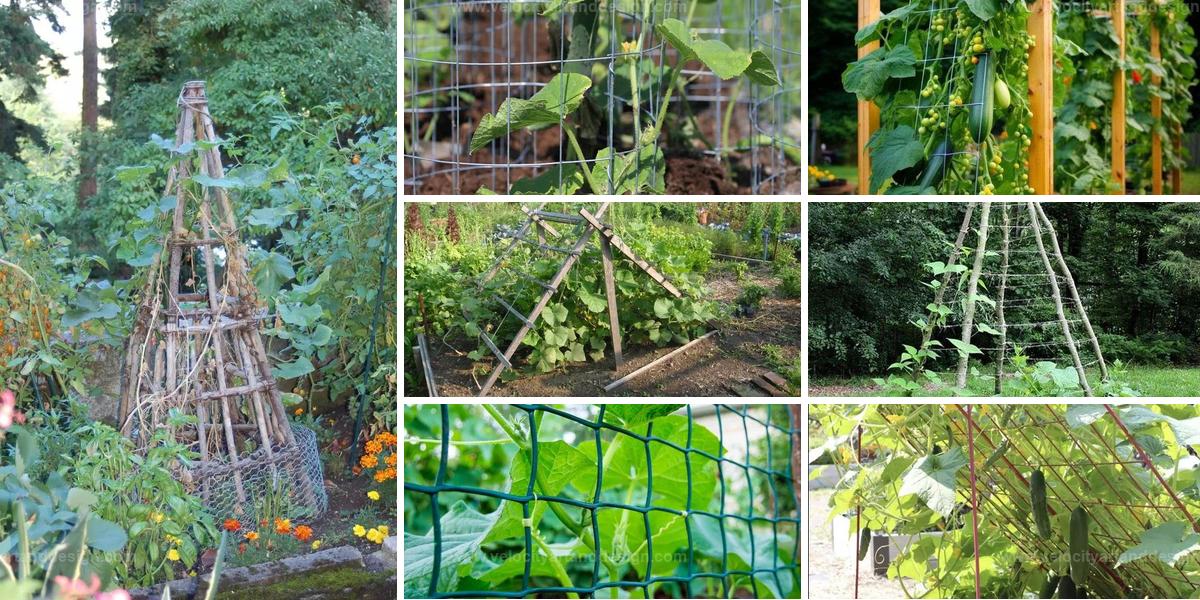 Top DIY Cucumber Trellis Ideas