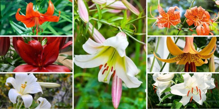 Best Lily Varieties for a Colorful Garden