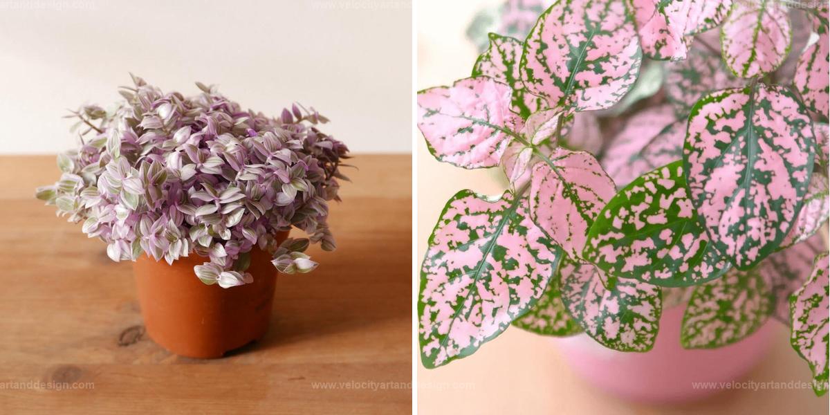 Best Pink Plants For Girls