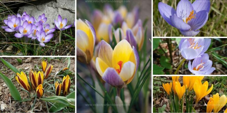 Best Crocus Types for Gardens