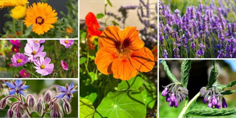 Best Pest-Repelling Flowers for a Thriving Garden