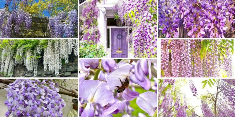 Best Wisteria Growing Tips