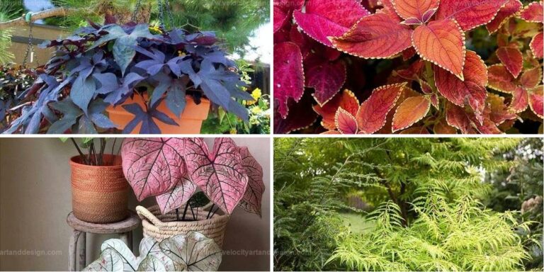 Best Leafy Plants