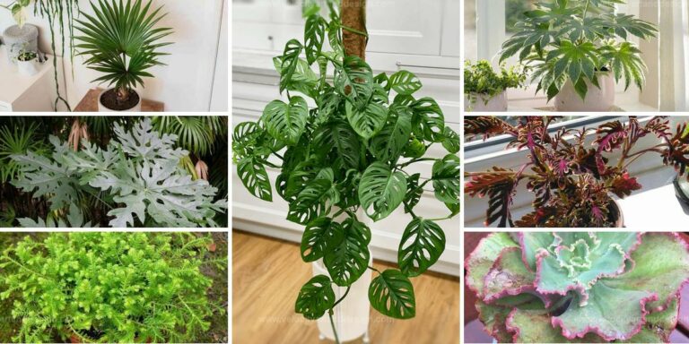 Top Cut Foliage Plants