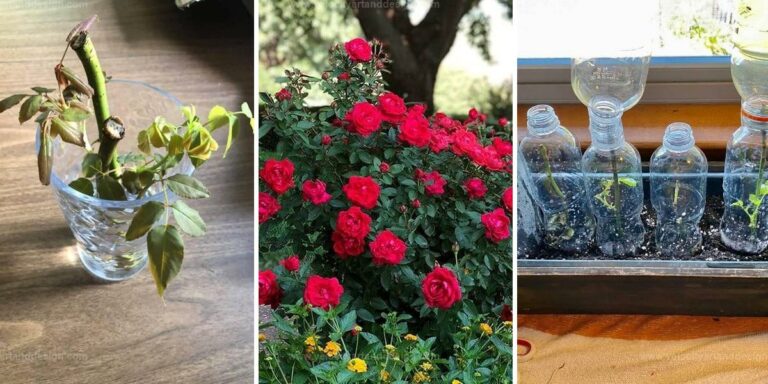 Top Tips to Grow Roses in Water on a Budget