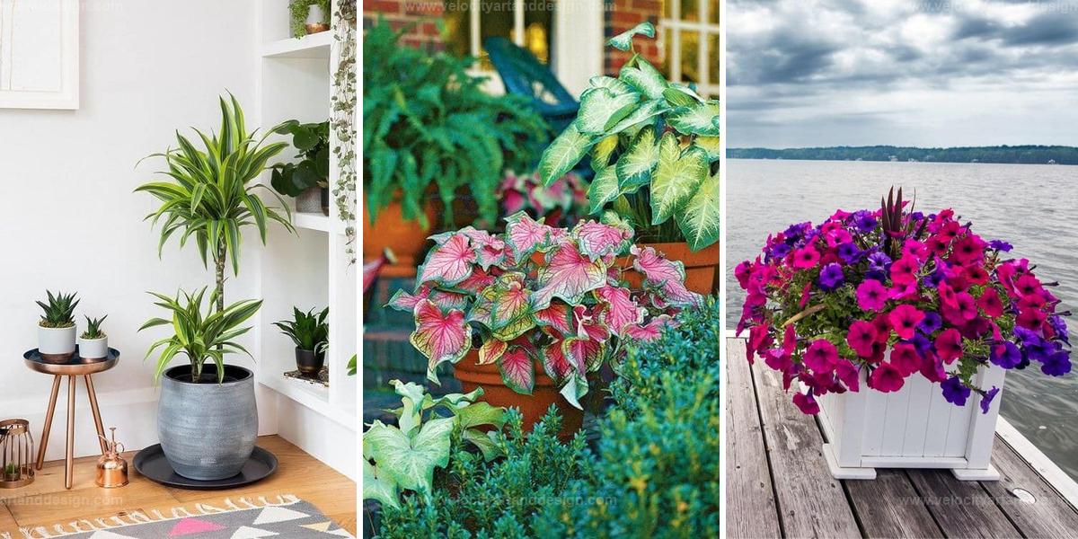 Best Container Plants