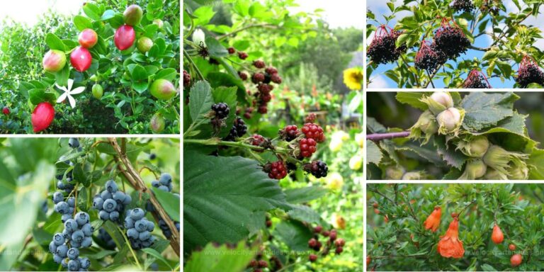 Best Edible Hedge Plants