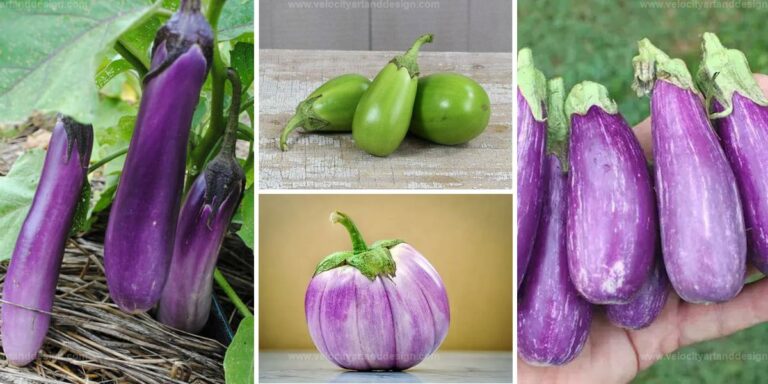 Best Eggplants To Grow