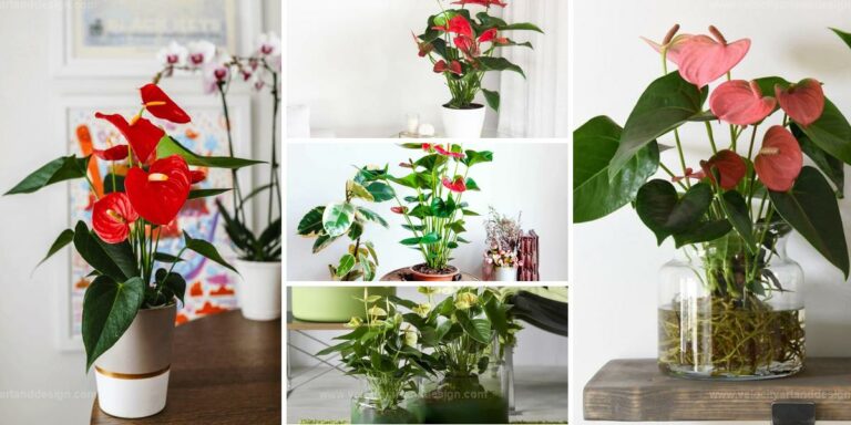 Top Anthurium Care for Year-Round Blooms