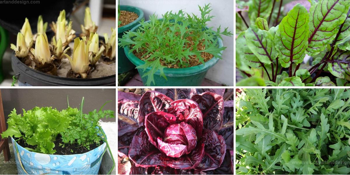 Top Vegetables to Grow in Buckets