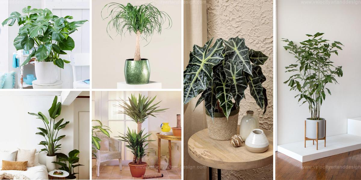 Top Big Houseplants