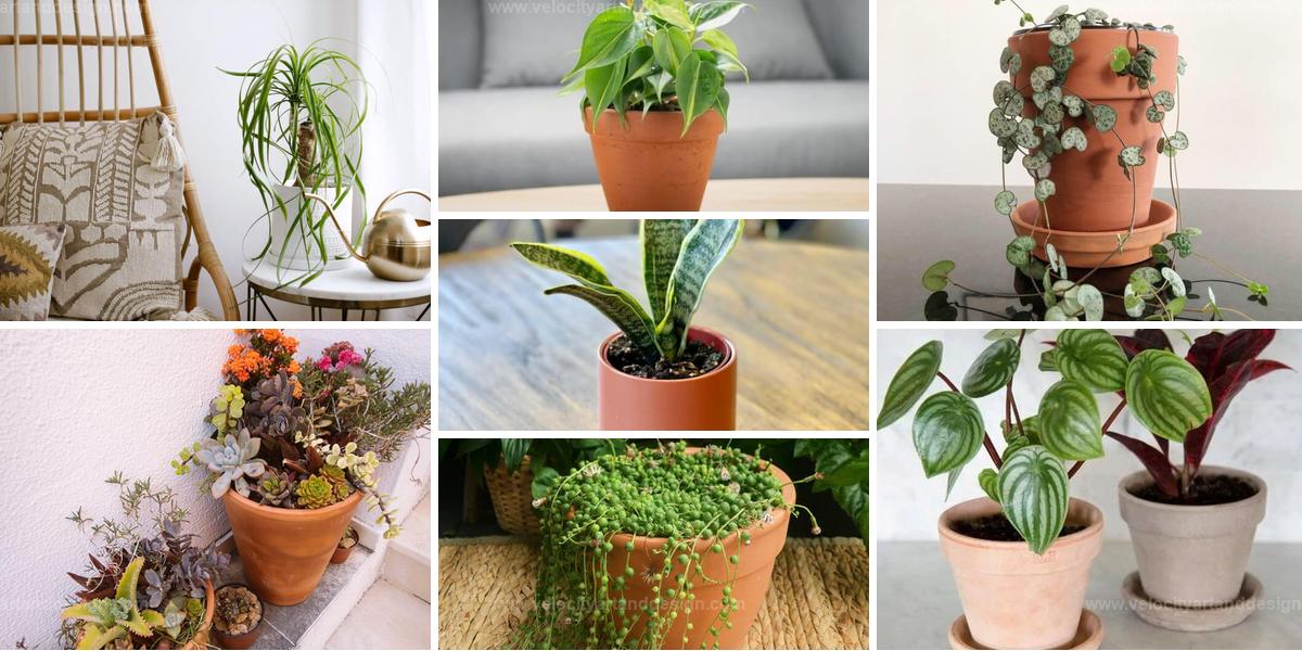 Best Terracotta Pot Plants