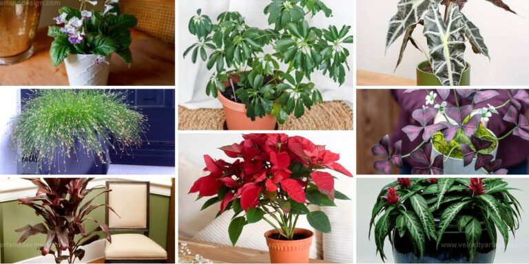 Top Indoor Plants To Refresh Your Home