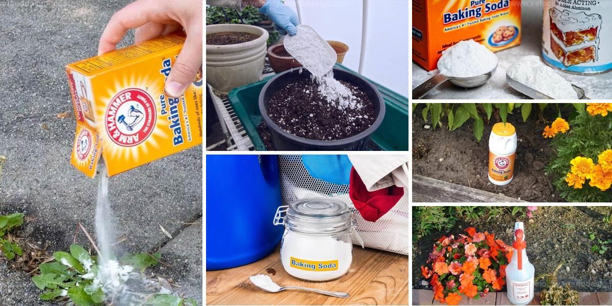 Top Ways to Use Baking Soda in Garden