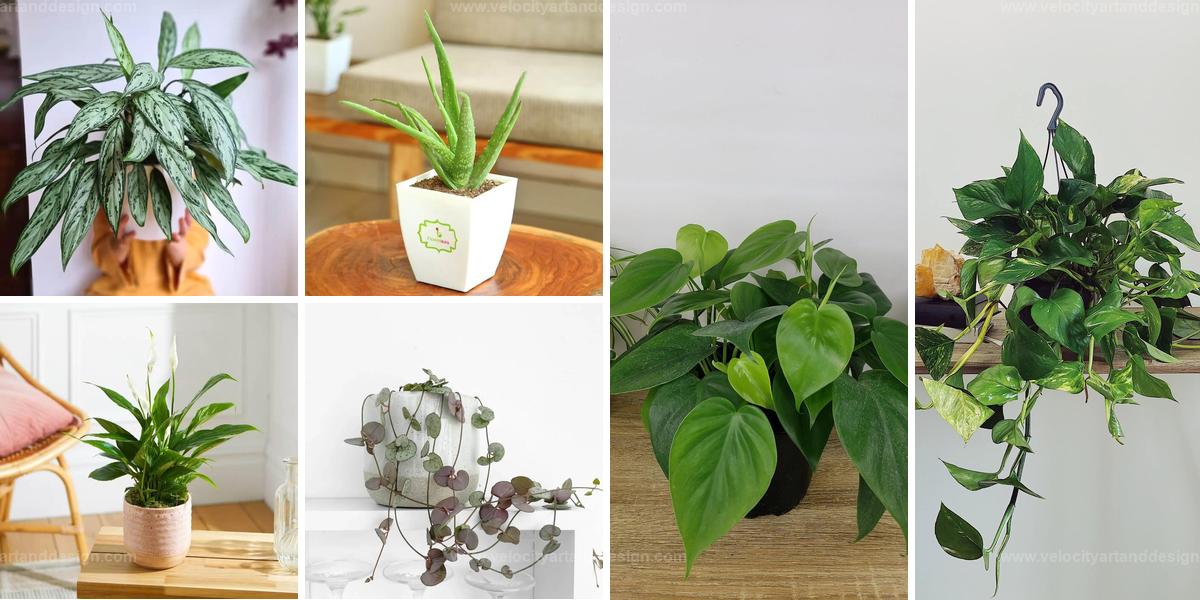 Best Houseplants for the Top of Your Fridge