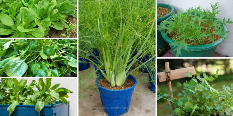 Best Green Vegetables For Winter Pots