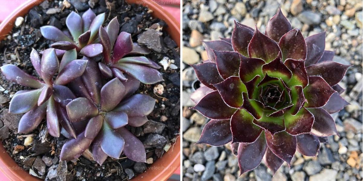 Top Unique Black Succulents