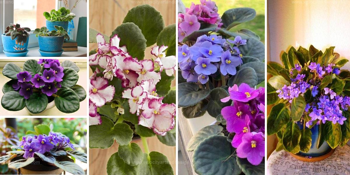 Best Tips for Vibrant African Violets All Year