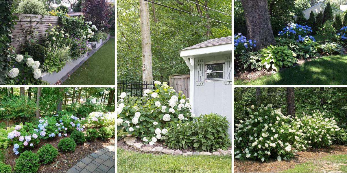 Best Hydrangea Garden Inspirations