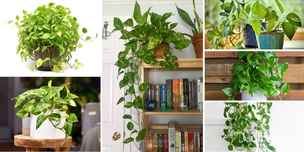 Best Benefits of Keeping Pothos as a Houseplant