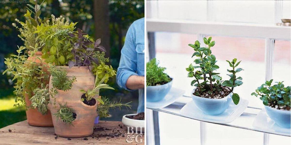 Top Indoor Herb Garden Ideas