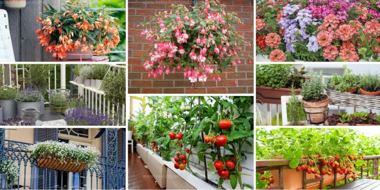 Best Balcony Plants And Vegetables