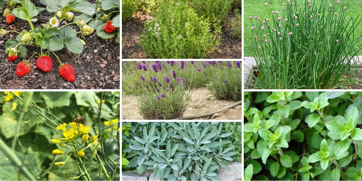 Best Companion Plants For Rosemary