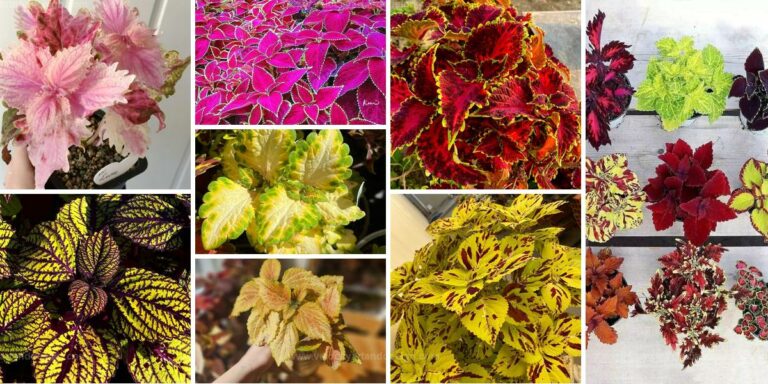 Best Guide for Growing Coleus Plants