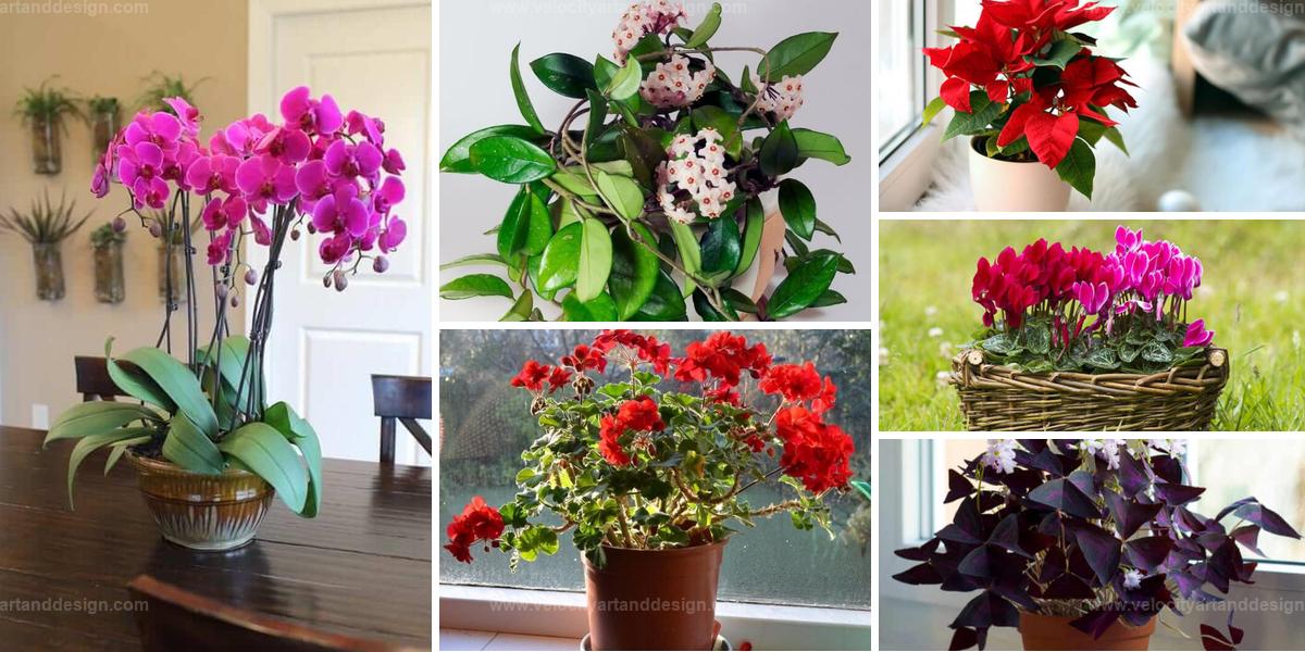 Best Bouquet-Like Houseplants