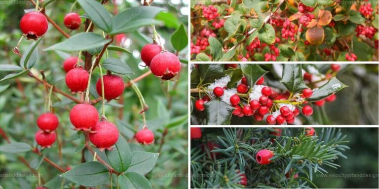 Evergreen Shrubs with Red Berries