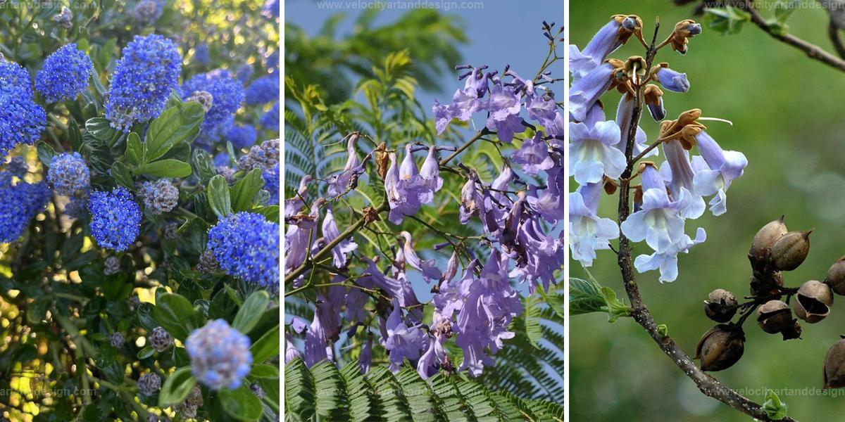 Best Trees with Gorgeous Blue Blossoms