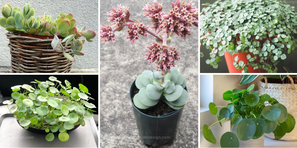 Best Houseplants with Coin-Shaped Leaves