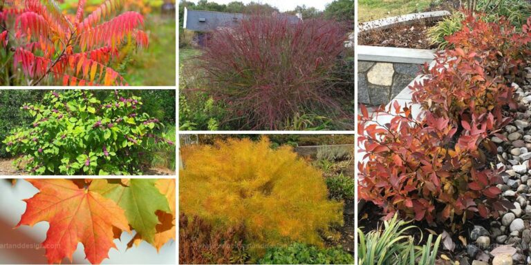 Best Fall Plants to Make Your Garden Shine