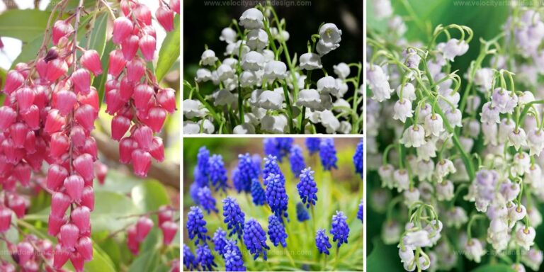 Top Guide to Growing Lily of the Valley from Seed