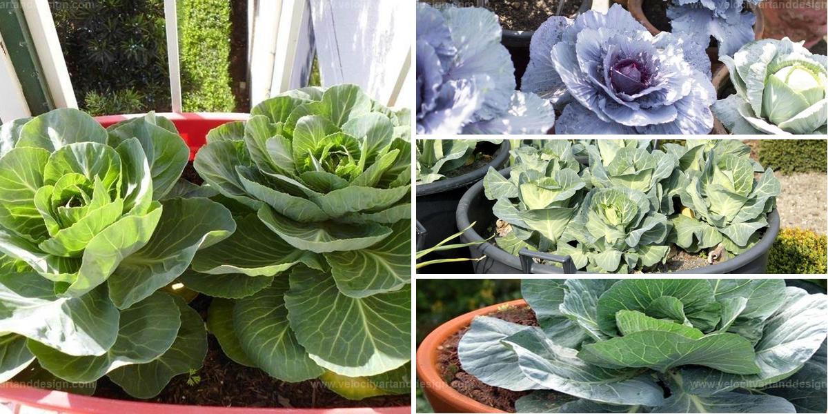 Top Guide to Growing Your Own Cabbage in Containers