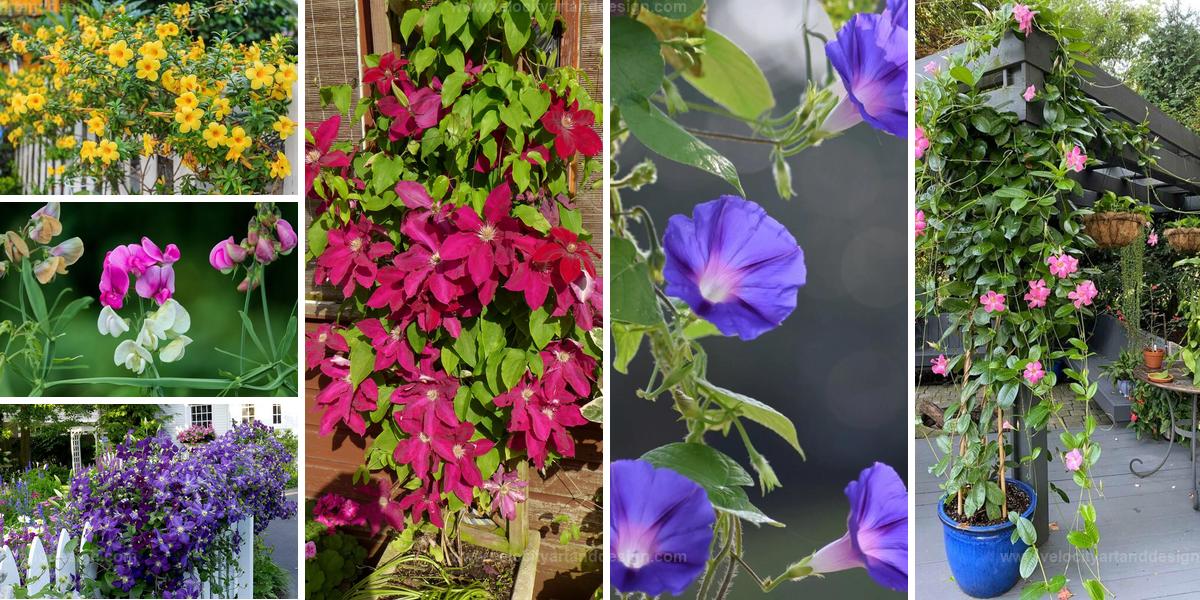 Best Flowering Vines for Stunning Garden Gates