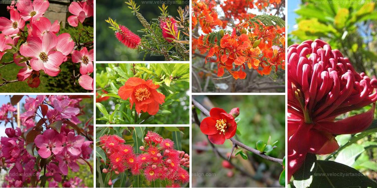 Top Red Flowering Trees