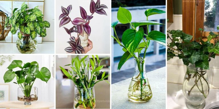 Best Indoor Plants to Grow in Water