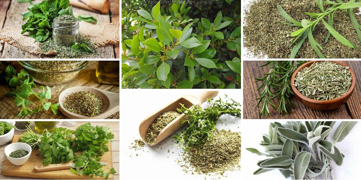 Top Easy-to-Dry Herbs