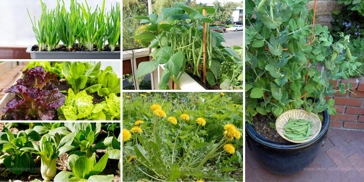 Best Fast-Growing Green Vegetables