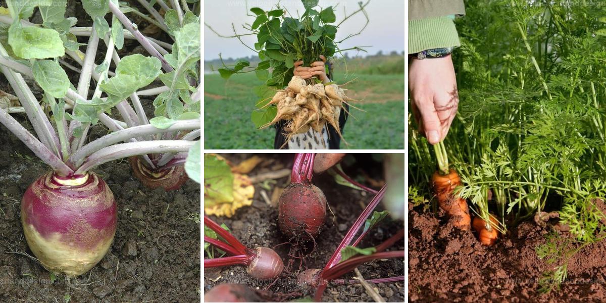 Best Taproot Vegetables