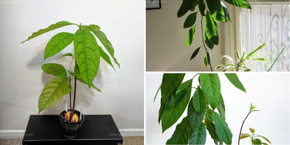 Best Guide to Growing Avocados in Pots