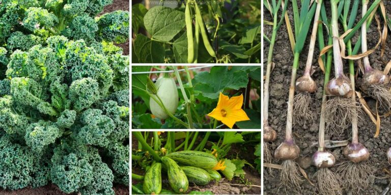 Best Vegetables For No Dig Gardens