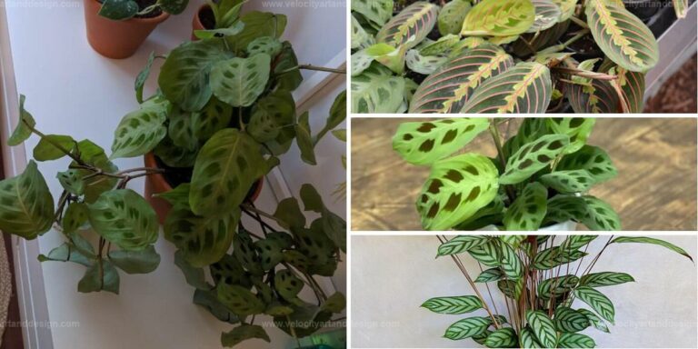 Best Prayer Plant Varieties