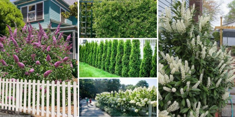 Best Shrubs for Privacy Fences